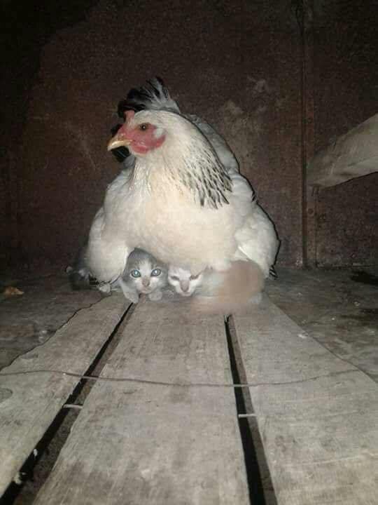 1. Tijdens een storm beschermt een kip de kittens onder haar buik: ze voelen zich al rustiger.