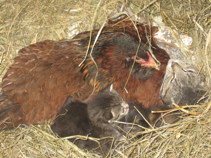 12. Hoewel de moederkat er is om voor haar pasgeboren kittens te zorgen, is de kip niet van plan weg te gaan bij haar vrienden.