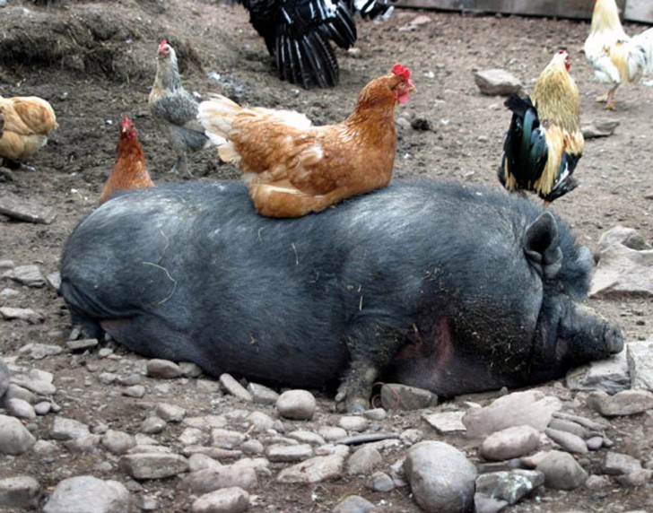 4. Het is een groot varken en hij lijkt kennelijk geen bescherming nodig te hebben, maar de kip zorgt toch voor hem.
