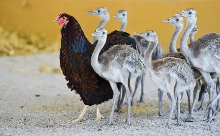 8. Deze kip heeft kuikens geadopteerd en hoewel ze inmiddels volwassen zijn, volgen ze de kip zoals ze dat zouden doen met hun moeder.