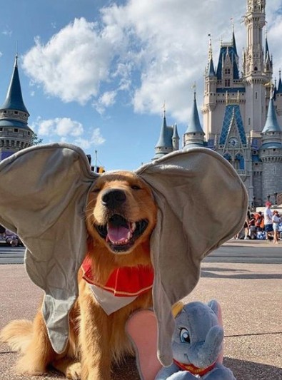 1. Ele foi para a Disneylândia, colocaram as orelhas de Dumbo nele e tiraram uma foto dele: parece estar se divertindo muito.
