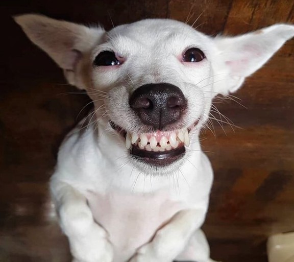 15. Auch dieser Hund weiß nicht mehr, welche Zähne er seinem Herrchen zeigen soll, um sein unendliches Glück zu demonstrieren.