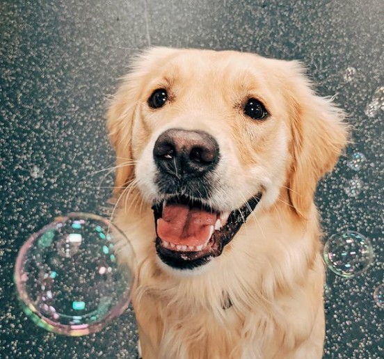 20. Da sind Seifenblasen: Es ist Spielzeit. Und auch wenn er es nicht schafft, sie zu fangen, könnte dieser Hund nicht glücklicher sein.