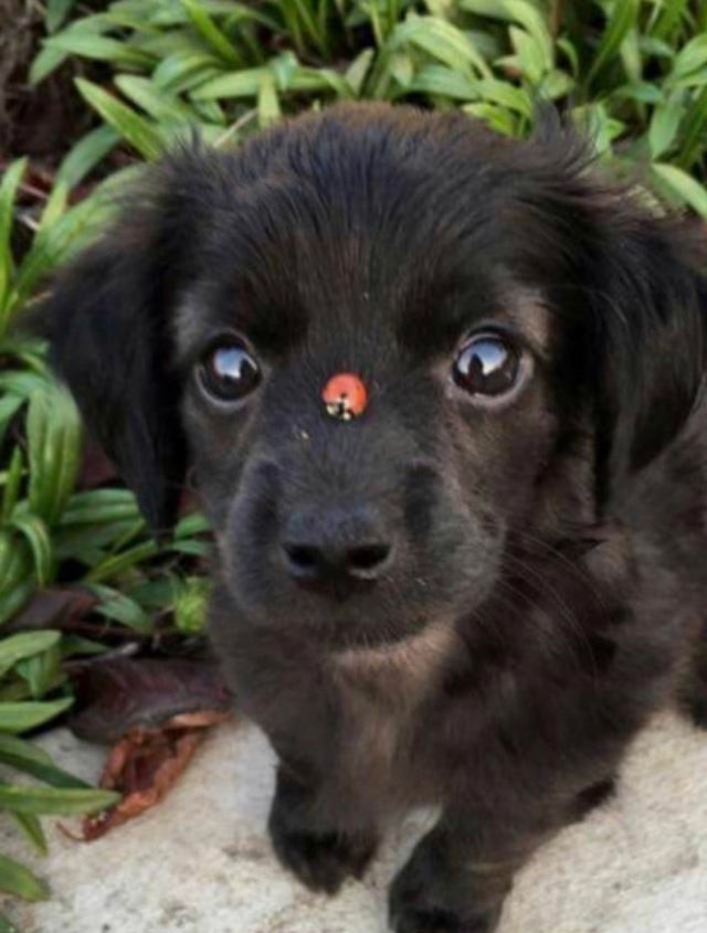 5. Os olhos felizes de quem sabe que tem sorte: uma joaninha acaba de pousar no focinho deste cachorrinho.