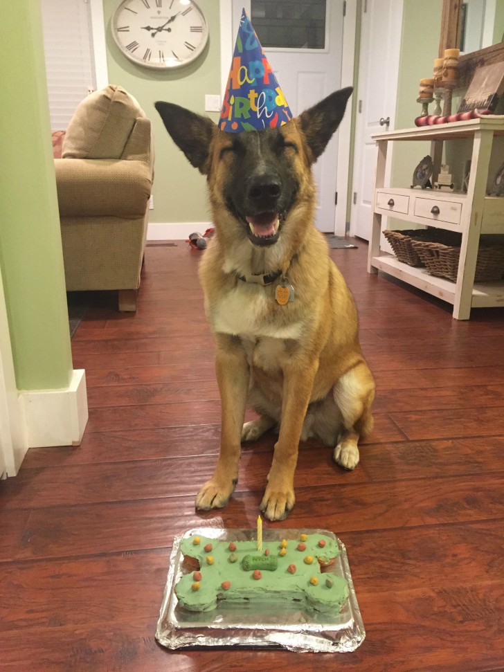 6. Es ist sein Geburtstag und seine Besitzer haben ihm auch einen Kuchen gebracht: Er könnte nicht glücklicher sein als so.
