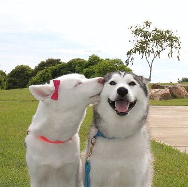 8. Quando c'è una bellissima cagnolina pronta a riempirti di coccole come fai a non sorridere? È l'effetto dell'amore.