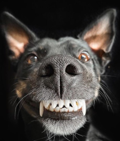 9. Este cão, enquanto observa seu dono, não sabe mais quantos dentes mostrar para dizer que está feliz.