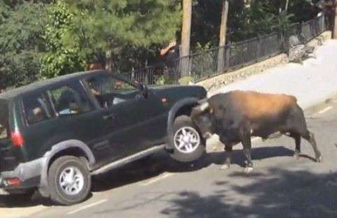 18. Deze stier heeft besloten dat de eigenaar van die auto een mooie rit naar de monteur moet maken!