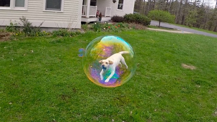 8. Das ist der außergewöhnliche Effekt der Perspektive auf dem Foto: Es ist gelungen, den Hund in einer Seifenblase einzufangen.