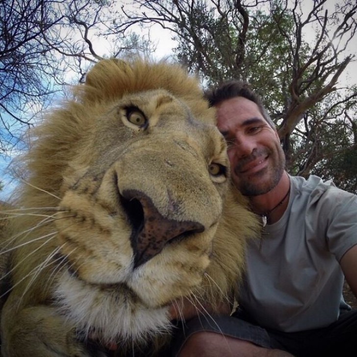 10. Cette photo compare la tête d'un homme à la tête d'un lion : la différence et l'affection entre les deux sont frappantes.