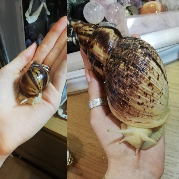 2. Il ressemblait à un escargot de taille normale, mais en un an seulement, il a atteint cette taille. Espérons qu'il cessera de grandir !