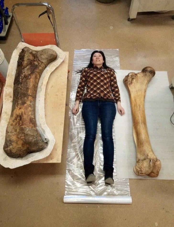 3. A gauche, un os de tricératops et à droite, un os d'éléphant : la femme s'est couchée pour que nous puissions imaginer leur taille.