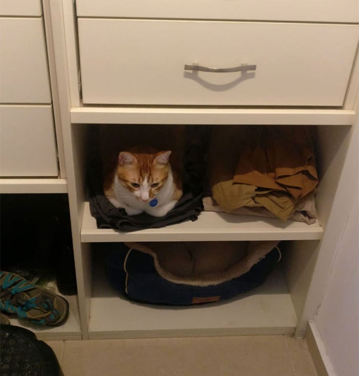 My cat really likes sleeping in my underwear: it's alright for him!
