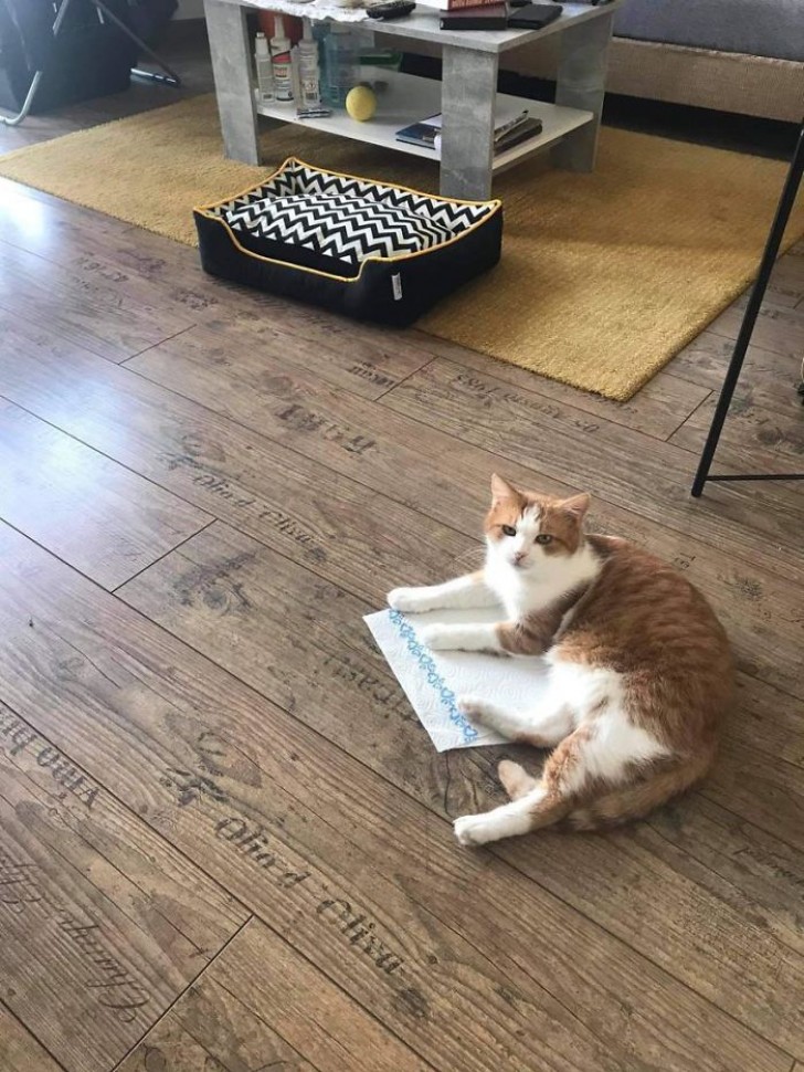 We bought him a bed just for him, but he continues to prefer that napkin!