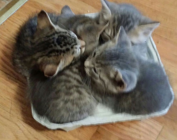 Drie kittens, en alledrie verliefd op de kartonnen schaal!