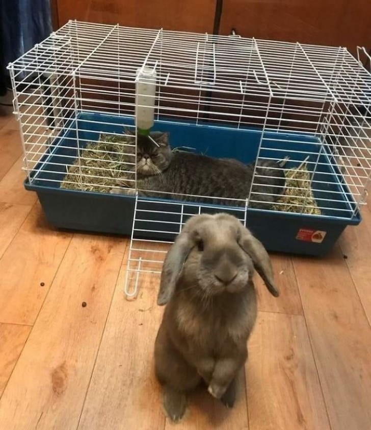 El conejo afuera, el gato...¡adentro!