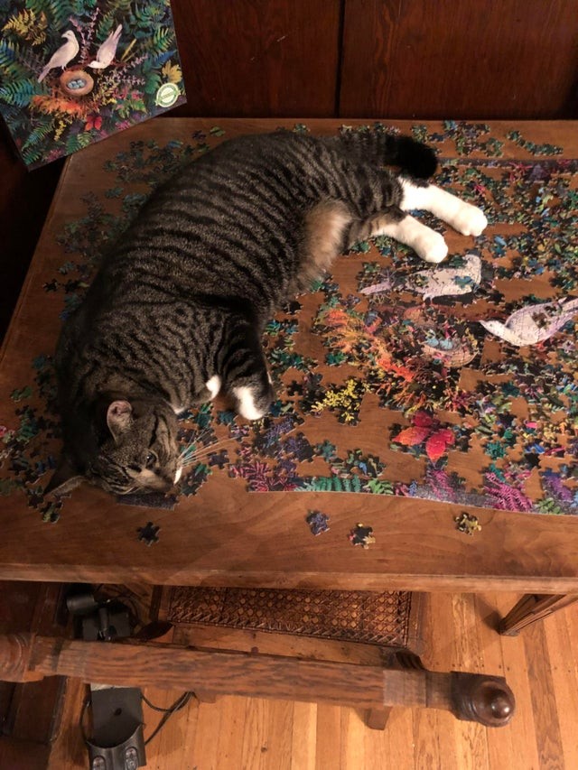 Of all the places he could sleep ... on top of the puzzle I'm doing!