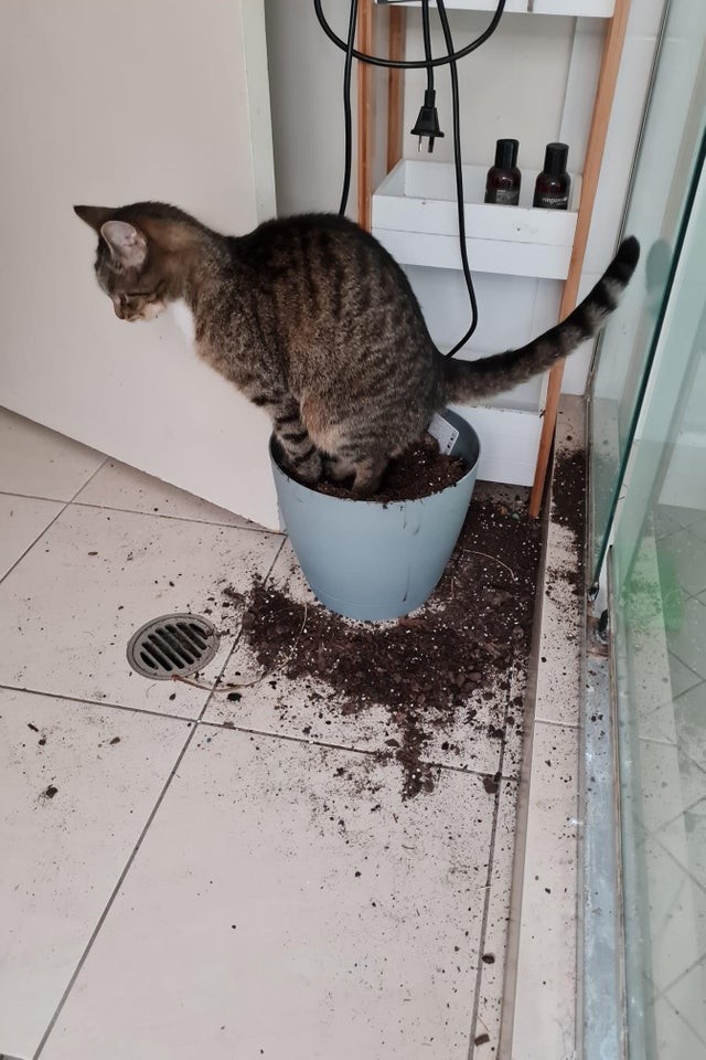 Ah, perfect ... my new plant pot!