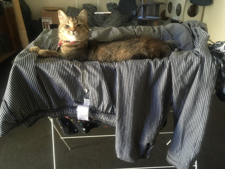 Yes, he's sleeping on the clothes airer!