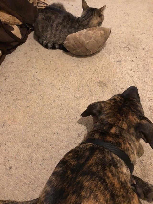 My dog's favorite deflated ball has become a new bed for this possessive cat!