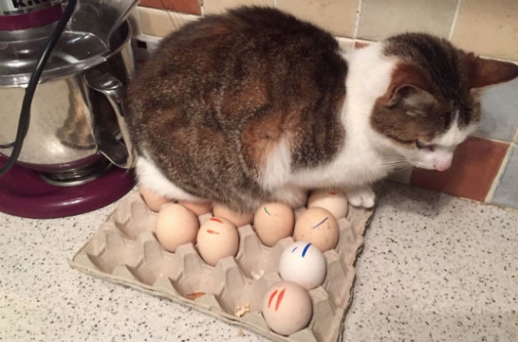Of all the places he could rest ... on the eggs!