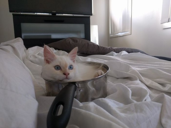 Oui, il se repose confortablement dans une casserole !