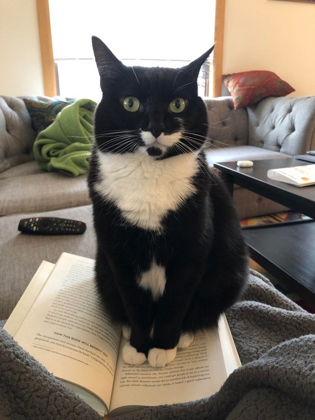 Ele adora dormir em cima das páginas dos livros. Um gato muito culto!