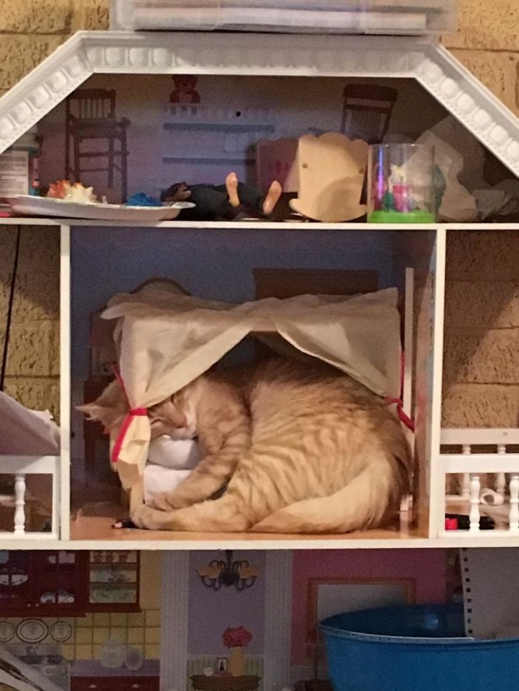My daughter's dollhouse makes a very stylish residence for a cat!