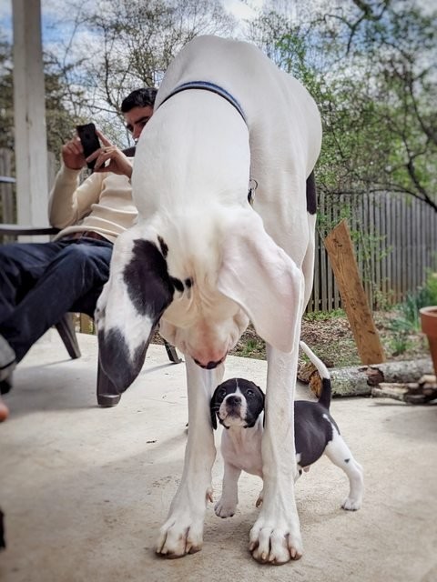 Bonjour, petit chien !