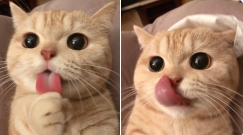 16. Vous devriez adopter un chat car lorsqu'il tire la langue, il est tout simplement irrésistible : comment fait-elle pour être si jolie et rose ?