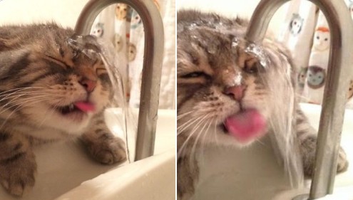 19. Dovresti adottare un gatto perché è ingenuo e combina spesso pasticci come, ad esempio, bagnarsi per bere dal rubinetto.