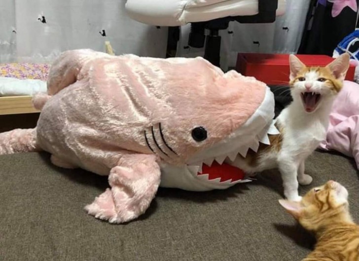 3. Dovresti avere un gatto perché sono giocherelloni e fingono di farsi male quando un peluche a forma di squalo accidentalmente li morde.
