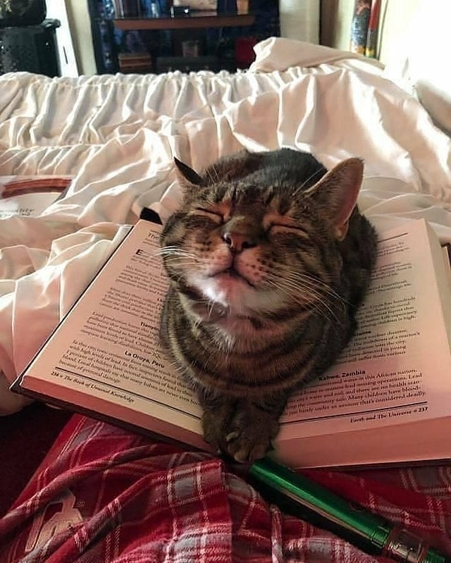 8. Vous devriez adopter un chat parce qu'il est très câlin et veut toujours attirer l'attention : lire un livre est presque impossible.