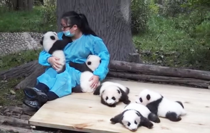 deze-vrouw-is-een-panda-sitter-ze-krijgt-32-000-betaald-om-365