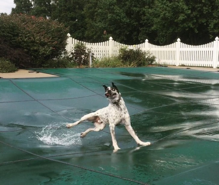 14. C'est l'une des raisons pour lesquelles nous aimons les chiens :