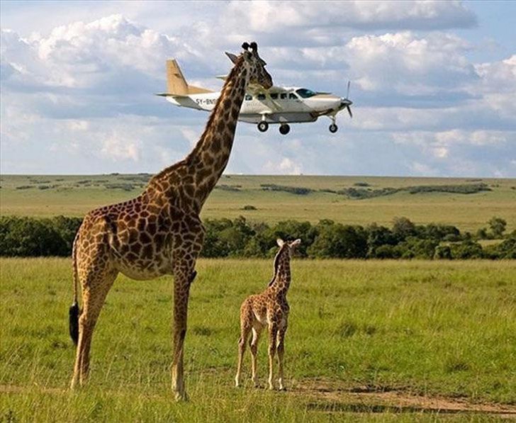 3. Quella giraffa aveva proprio voglia di uno spuntino!