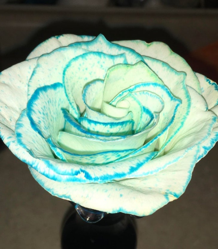 13. Questo è il bellissimo risultato del mettere del colorante alimentare blu nell'acqua di una rosa bianca: sembra quasi finta.