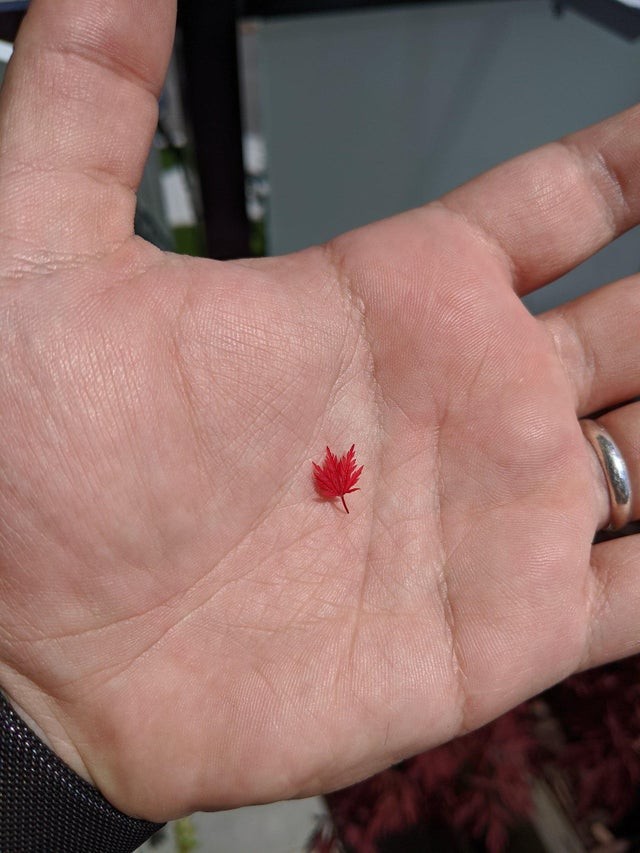12. Questa è una delle più piccole foglie di acero mai viste: in mezzo alle altre sarebbe passata inosservata, ma qui la possiamo ammirare nel suo splendore.