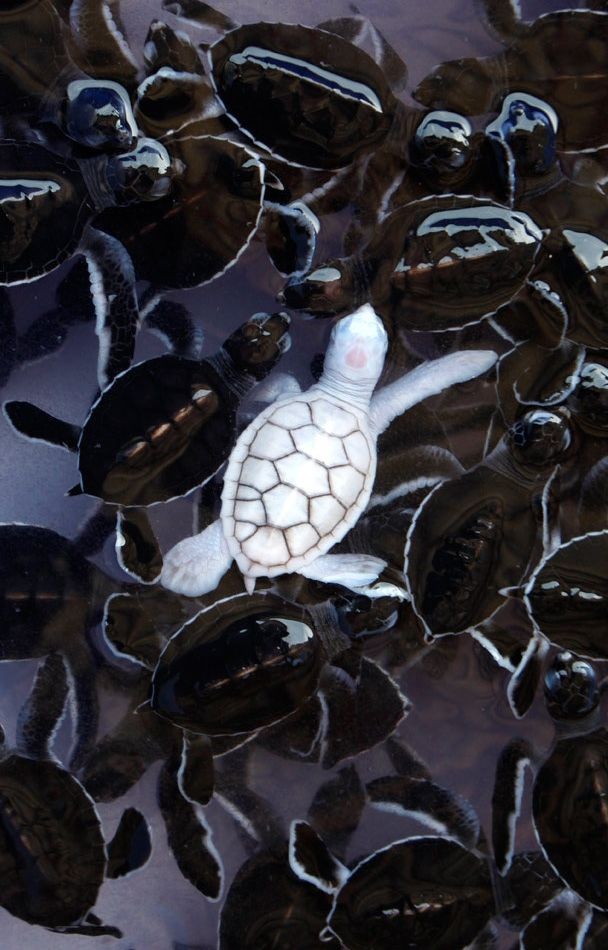 1. Cette petite tortue nage avec les autres, et au milieu de ses compagnons, elle se distingue par sa couleur.