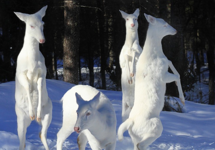 10. Ici, une famille de cerfs et tous ont la condition d'albinisme : ils ressemblent à des cerfs des neiges.