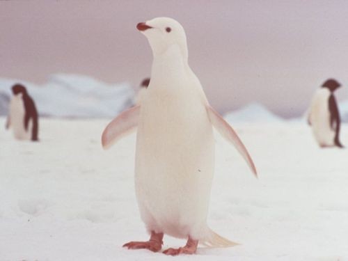 11. Même le pingouin peut être albinos, comme plusieurs espèces d'animaux. Et il garde tout son charme.