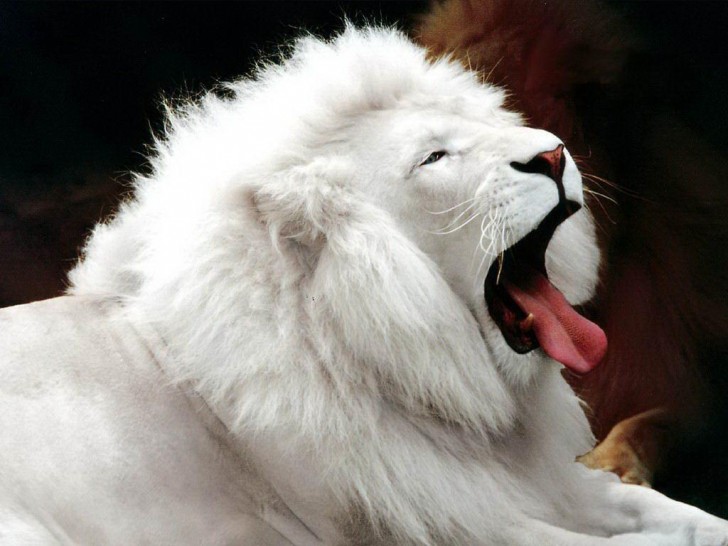 15. Sa majesté le lion : il n'a pas sa couleur ambrée habituelle mais il est toujours le roi de la forêt et son rôle n'est pas remis en cause par sa couleur.