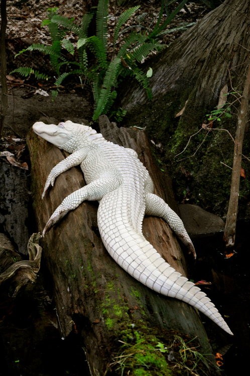 2. Il est difficile de voir un alligator blanc : cette personne a réussi à le faire et l'a immédiatement immortalisé en train de se reposer.