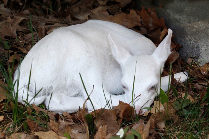 3. Cet animal, qui ressemble à un chevreuil, se repose lui aussi : son pelage blanc sur les feuilles semble presque couvert de neige.