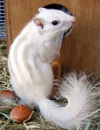 6. Voici ici un petit écureuil : son pelage est blanc mais il a l'air presque zébré. C'est une véritable rareté.