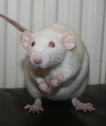 7. Cette petite souris, avec ses yeux rouges, pourrait être effrayante. Mais son manteau blanc et ses petites pattes la rendent plus mignonne.