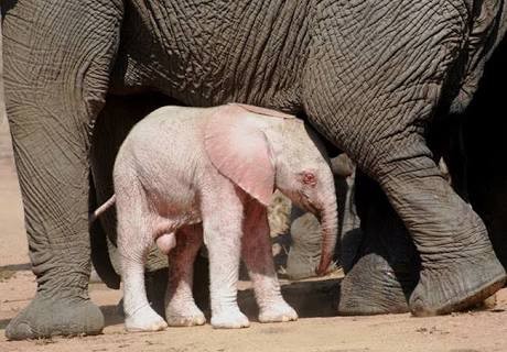 9. Voici un petit éléphant albinos : il vient de naître et il reste près de sa mère, qui le garde toujours sous étroite surveillance.