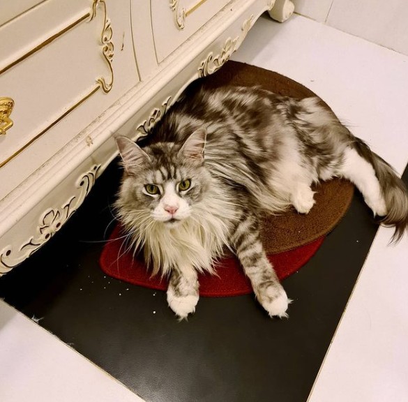 14. Sì, questi gatti possono raggiungere dimensioni davvero ingombranti: lui è più grande dei tappeti, ad esempio.