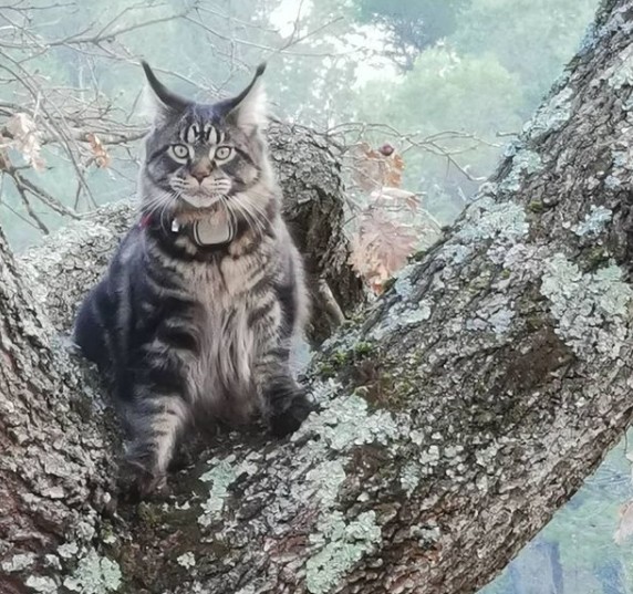 4. Maine Coons sind Hauskatzen, aber mit ihren großen Pfoten können sie überall hinkommen und sogar mit Leichtigkeit klettern.