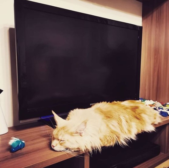 7. Sie sehen vielleicht bedrohlich aus, aber es sind tatsächlich echte Kätzchen. Nur etwas größer, fast so groß wie ein Fernsehgerät.